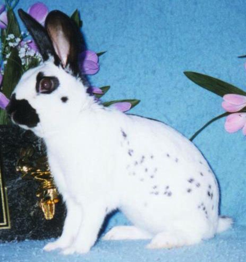 Pawdly | UK Pet Classifieds
